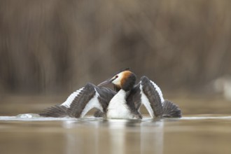 Great Crested Grebe (Podiceps cristatus), Vorarlberg, Austria