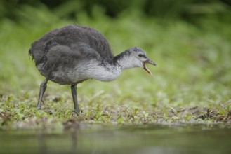 Eurasian Coot (Fulica atra) juvenile, Thuringia, Germany