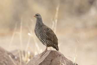 Natal Spurfowl (Pternistis natalensis) perched on a rock, South Africa
