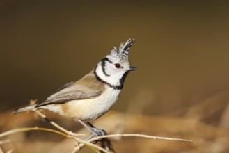 European Crested Tit (Lophophanes cristatus), Baden-Wuerttemberg, Germany
