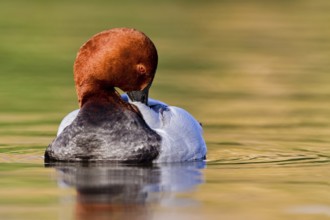 Common Pochard (Aythya ferina) male, Asturias, Spain