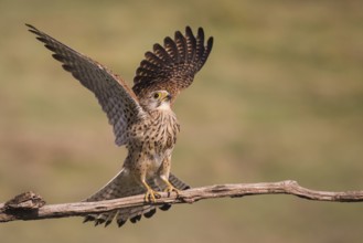 Common Kestrel (Falco tinnunculus) female perched on a branch, Subotica, Serbia