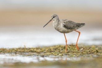 Spotted Redshank (Tringa erythropus) foraging, Poland