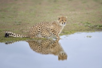 Cheetah (Acinonyx jubatus) drinking at waterhole, Castile-La Mancha, Spain