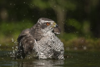 Northern Goshawk (Accipiter gentilis) bathing at a waterhole, Subotica, Serbia