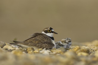 Little Ringed Plover (Charadrius dubius) with chick, North Rhine-Westphalia, Germany