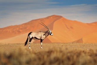 Gemsbok with orange sand dune evening sunset. Gemsbuck, Oryx gazella, large antelope in nature