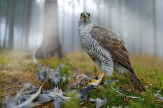 Bird of prey Goshawk with killed Eurasian Magpie on the grass in green forest. Wildlife scene from
