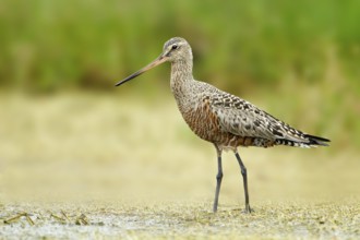 Hudsonian Godwit (Limosa haemastica), Texas, USA