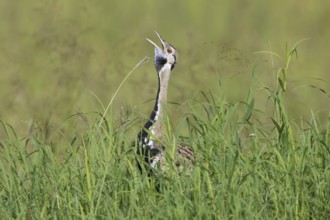 Black-bellied Bustard (Lissotis melanogaster) male calling, Serengeti, Tanzania