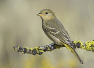 Western Tanager (Piranga ludoviciana) female, British Columbia, Canada