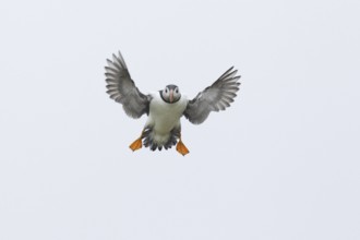 Atlantic Puffin (Fratercula arctica), Scotland, United Kingdom