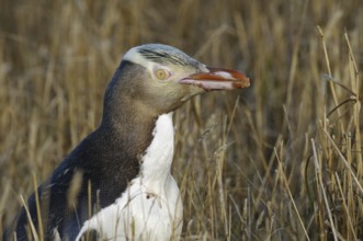 Yellow-eyed Penguin (Megadyptes antipodes), New Zealand