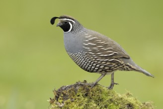 California Quail (Callipepla californica) male, Canada
