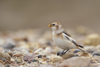 Snow Bunting (Plectrophenax nivalis), Schleswig-Holstein, Germany