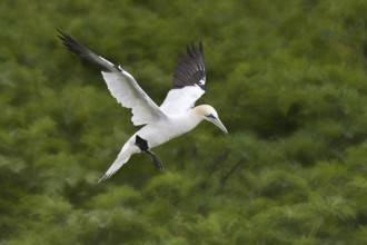 Northern Gannet (Morus bassanus) flying, Quebec, Canada