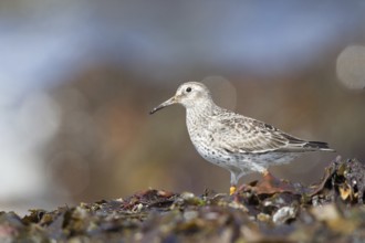Purple Sandpiper (Calidris maritima), Myvatn, Iceland