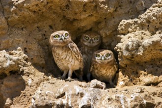 Little Owl (Athene noctua), Shfela, Israel