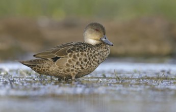 Grey Teal (Anas gracilis), Victoria, Australia