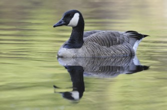 Canada Goose (Branta canadensis), British Columbia, Canada