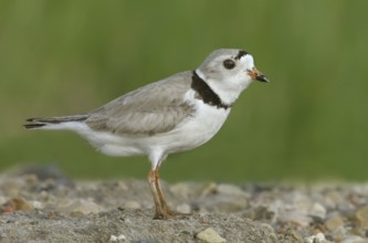 Piping Plover (Charadrius melodus), Saskatchewan, Canada