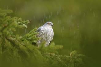 Bird of prey Eurasian sparrowhawk, Accipiter nisus, sitting on spruce tree during heavy rain in the