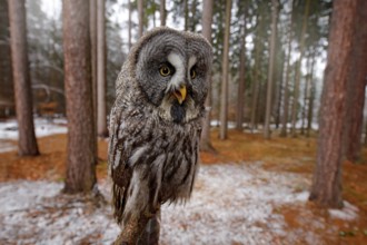 Magic bird Great Gray Owl, Strix nebulosa, hidden behind tree trunk with spruce tree forest in