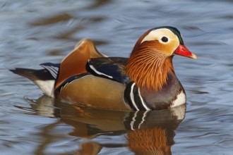 Mandarin Duck (Aix galericulata) male, Baden-Wuerttemberg, Germany