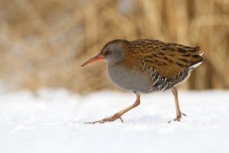 Water Rail (Rallus aquaticus), Utrecht, Netherlands
