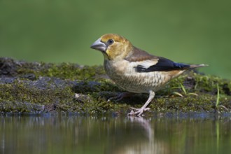 Hawfinch (Coccothraustes coccothraustes) juvenile, Hortobagy, Hungary