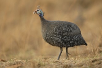 Helmeted Guineafowl (Numida meleagris)