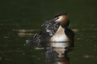 Great Crested Grebe (Podiceps cristatus) with chicks, North Rhine-Westphalia, Germany