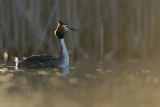 Great Crested Grebe (Podiceps cristatus), North Rhine-Westphalia, Germany
