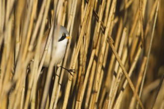 Bearded Reedling (Panurus biarmicus) male, Baden-Wuerttemberg, Germany