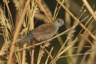 Red-cheeked Cordon-bleu (Uraeginthus bengalus) female, Gambia