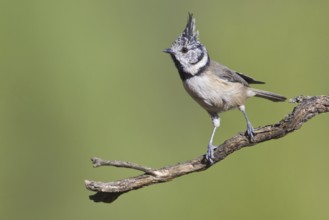 European Crested Tit (Lophophanes cristatus), Portugal