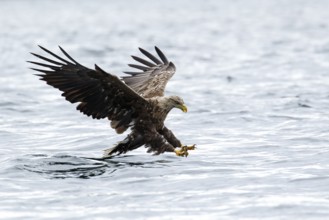 White-Tailed Eagle (Haliaeetus albicilla), fishing, Isle of Mull, Scotland, United Kingdom