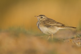 Tawny Pipit - Brachpieper - Anthus campestris, Oman