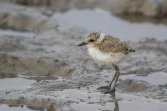 Kentish Plover (Charadrius alexandrinus) chick foraging, Mallorca, Spaiin