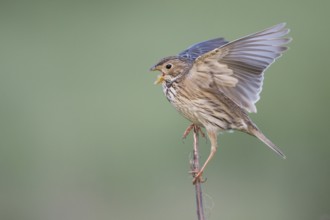 Corn Bunting - Grauammer - Miliaria calandra ssp. calandra, Hungary, adult