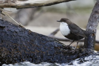 Dipper - Wasseramsel - Cinclus cinclus ssp. cinclus, Russia (Ural), adult
