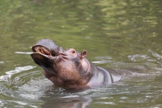 An adult male hippopotamus (Hippopotamus amphibius) shows aggression and defends its territory