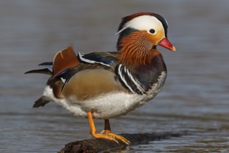 Mandarin Duck (Aix galericulata) male, Baden-Wuerttemberg, Germany
