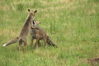 Red fox (Vulpes vulpes) male and weaned young playing on a mown meadow in light rain, Allgäu,