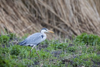 Grey heron (Ardea cinerea) Germany