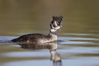 Australasian Crested Grebe (Podiceps cristatus australis) foraging, Queensland, Australia