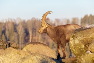 A male ibex (Capra ibex) is standing on a rock in the warm evening light. The sky and a forest can