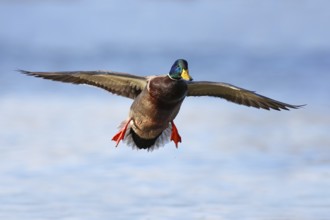 Mallard (Anas platyrhynchos) male flying, British Columbia, Canada
