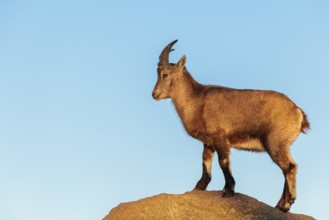 A female ibex (Capra ibex) stands on a rock in the warm evening light. A blue sky can be seen in