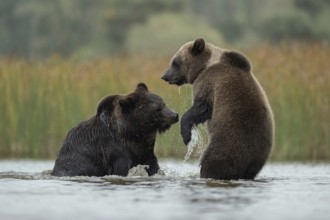 Scuffles... European brown bears (Ursus (genus) arctos), two bears fighting with each other in the